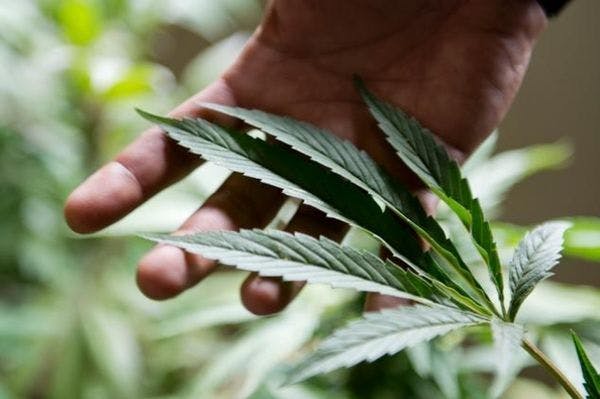 Les clubs de cannabis passent un nouveau cap à Genève
