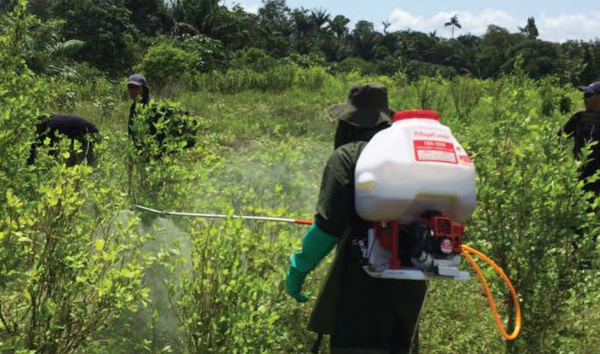 Erradicación forzada de coca no da tregua en medio de emergencia por nuevo coronavirus 