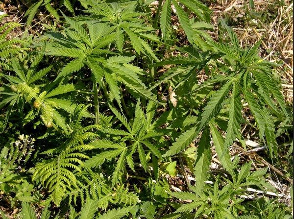 Presidente firmará la otra semana decreto que permitirá el uso de la marihuana medicinal