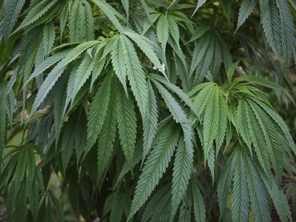 World Health Organization recommends reclassifying marijuana under international treaties