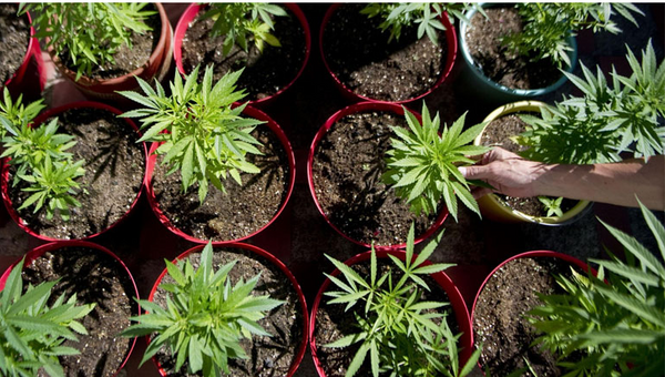 Colombia decriminalises marijuana cultivation up to 20 plants