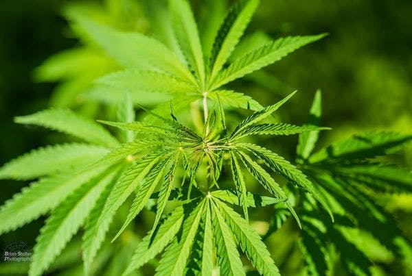 Luxemburgo se suma a los países de la UE que legalizan el cannabis medicinal