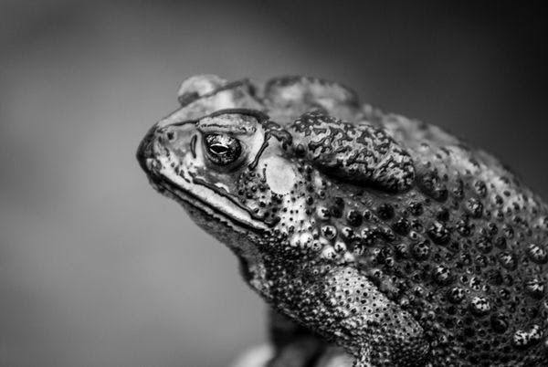 The multifaceted names of psychoactive amphibians: from “Bufo” to Kambô