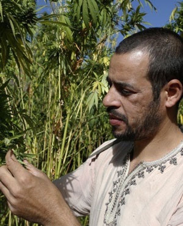 Le Maroc brise le tabou en envisageant de légaliser la culture du cannabis