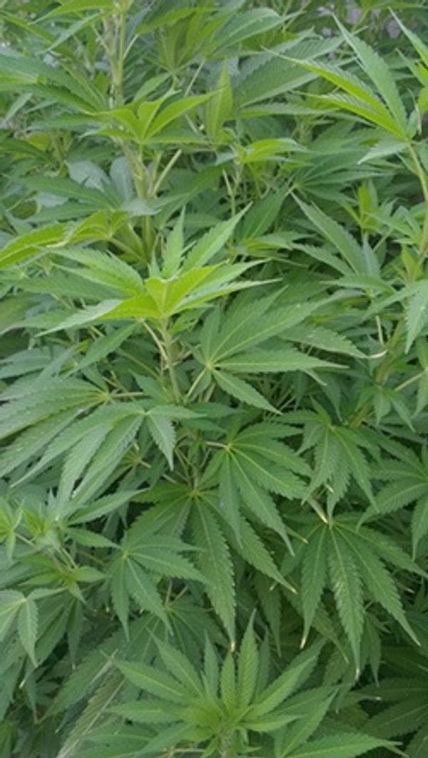 Nueva Zelanda: una encuesta revela que la reforma de la ley en materia de cannabis cuenta con un ‘fuerte apoyo’