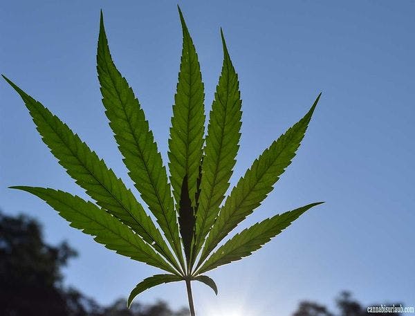 Federal bill would instruct UN to deschedule cannabis