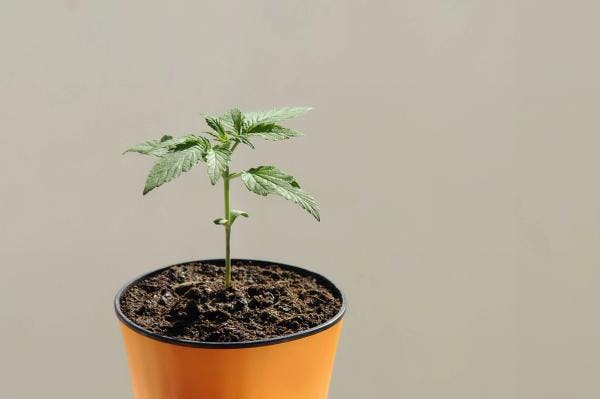 Au Luxembourg, les habitants peuvent désormais cultiver du cannabis chez eux