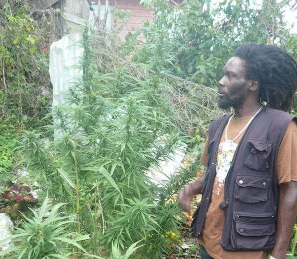 Jamaica considers marijuana legalisation and production