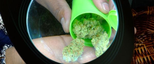 Uruguay considers using medical marijuana to treat cocaine dependent users in prison