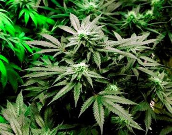 US: Hawaii: Bill to legalize marijuana introduced in legislature