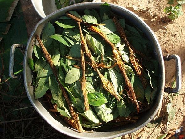 Spain’s (second to) last ayahuasca trial