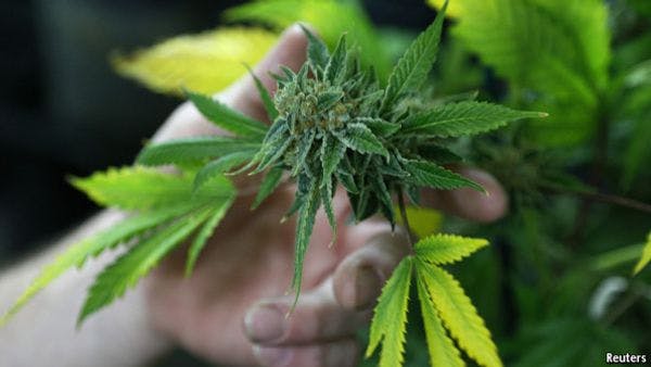 How does Colorado's marijuana market work? 