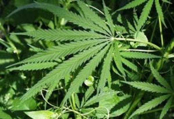 Médico expuso propiedades terapéuticas de la marihuana ante diputados de la Comisión de Juventud
