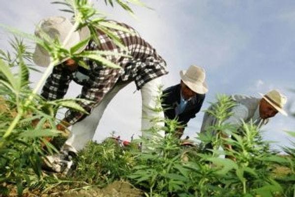 Piden que Marruecos no criminalice a cultivadores de cannabis