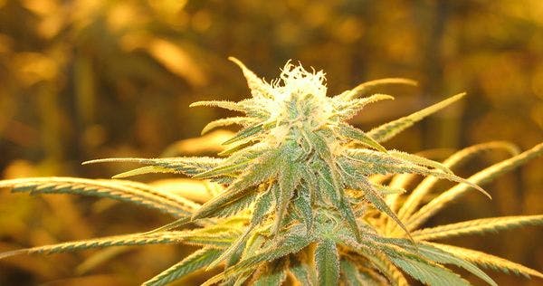 États-Unis : L'Ohio vote pour la légalisation de l'usage récréatif du cannabis