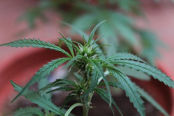 En Jamaïque, les régulations concernant l’exportation de marijuana vont être finalisées en septembre