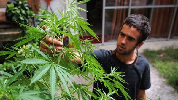 Costa Rica debatirá la regulación de la marihuana medicinal