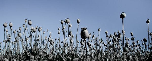 Aplastados por virus y guerras, afganos desempleados recurren al opio para conseguir dinero 
