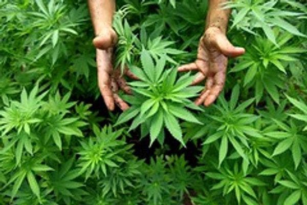 South Africa ready to expunge dagga criminal records 