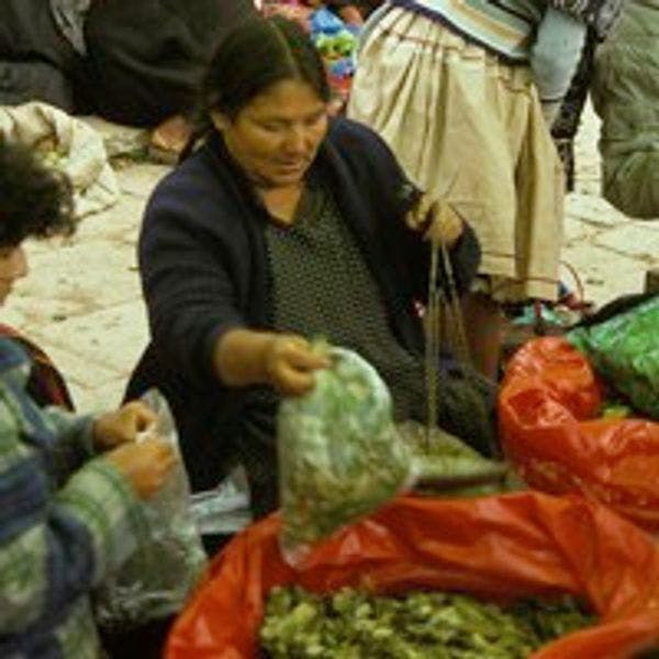 Los cambios de cultivos y usos sitúan a la política de coca de Bolivia en la encrucijada 