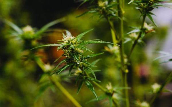 Le plan directeur relatif au cannabis va enfin établir une industrie réglementée en Afrique du Sud