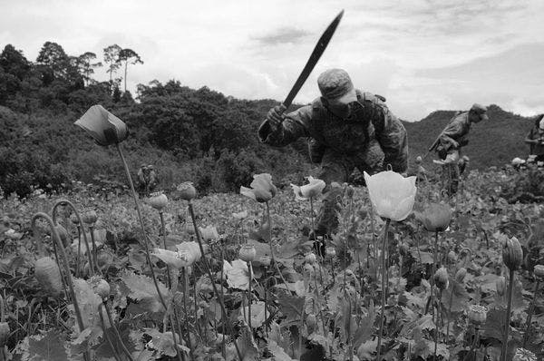 La resistencia de los ingas en Colombia a cultivar amapola