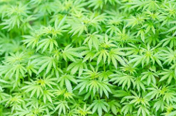 Las ciudades holandesas instan de nuevo a regular el cultivo de cannabis