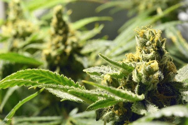 El cultivo doméstico de cannabis será legal en el Territorio de la Capital de Australia. ¿Y ahora qué?