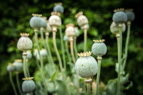 Taliban opium ban: What the future holds