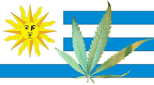 ¿Por qué Uruguay legaliza el cannabis?
