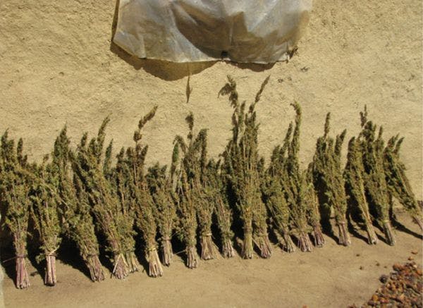 Au Maroc, les cultivateurs du Rif toujours « dans le brouillard » deux ans après la loi sur le cannabis