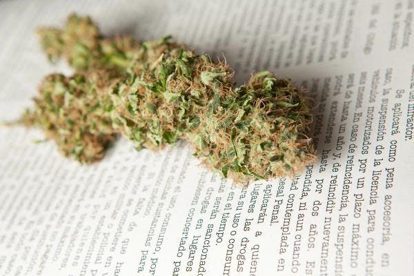 Cannabis : Le Guen veut rouvrir le débat sur la dépénalisation