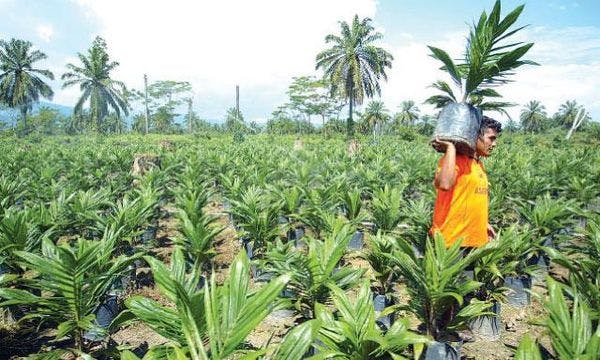 Palmicultores amenazan con volver a la hoja de coca 
