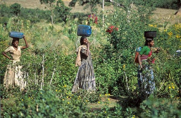 Kenya financia una demanda contra la prohibición de la hierba estimulante khat en el Reino Unido