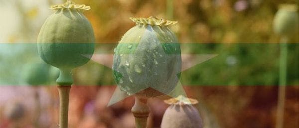 UN supporting Myanmar drug reform as opium cultivation increases