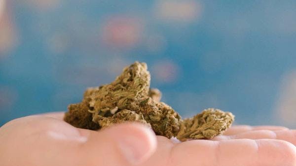 République Tchèque : La proposition de législation de base sur la légalisation du cannabis devrait être prête en mars 2023