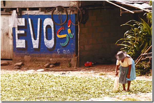 Auditan la producción y la venta de coca en región de Bolivia