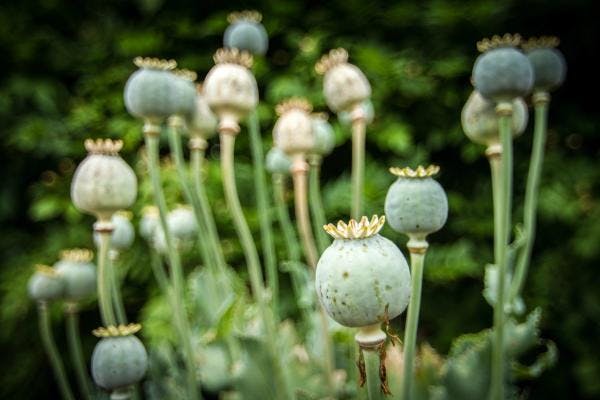 Trazar una ruta para la goma de opio de México hacia Canadá como medida de reducción de daños de suministro seguro