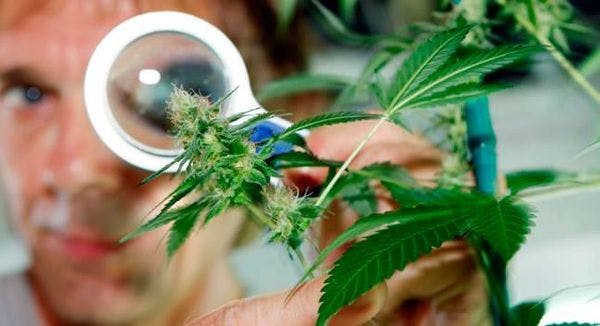 La Asociación Americana de Medicina pide que la marihuana sea tratada como medicamento