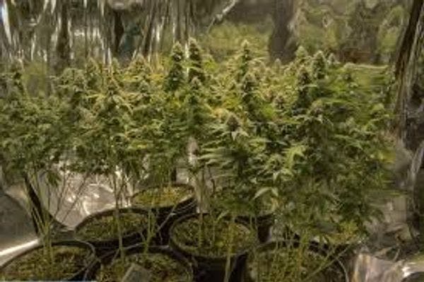 Farmacias de Uruguay venderán marihuana a partir de julio 2017