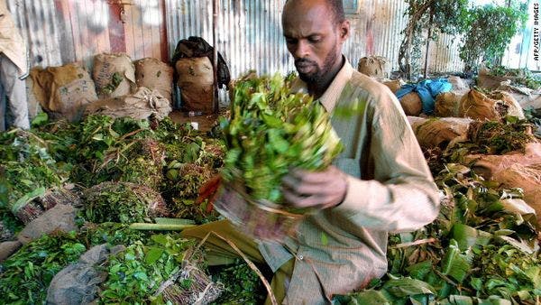 The UK khat ban: Likely adverse consequences
