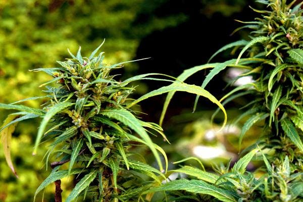 El Tribunal Supremo confirma la decisión de anular la ley sobre el cultivo de marihuana en Ghana
