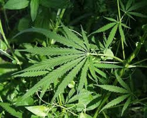 Catalonia legalises cannabis cultivation and distribution