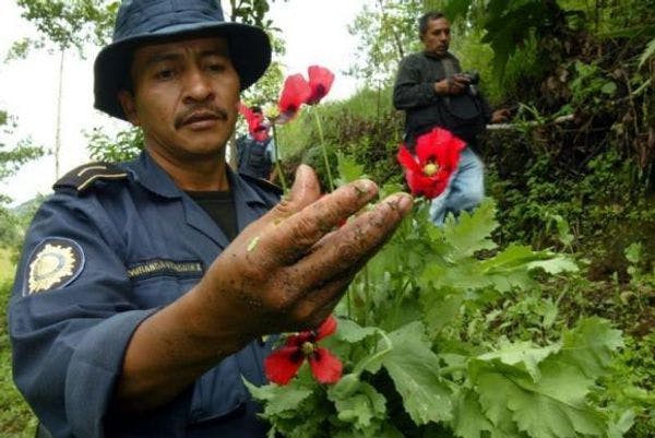 Le Guatemala se tourne vers la subvention de cultures alternatives afin de réduire l’attrait pour la culture de pavot