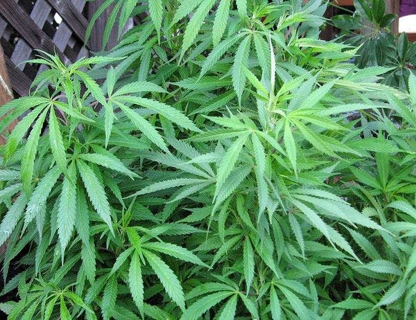 Ohio voters to decide on marijuana legalisation in November election