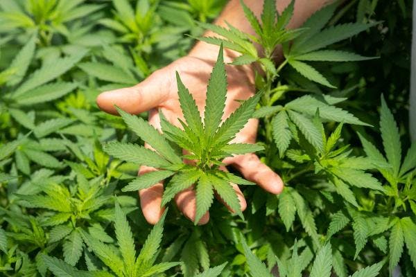 Luxembourg : Le gouvernement valide la légalisation du cannabis