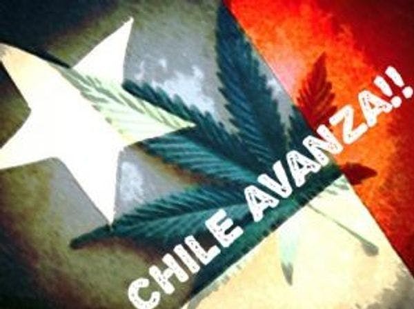 La Comisión de Salud de la Cámara de Diputados chilena aprobó despenalización del autocultivo y consumo de Cannabis