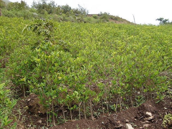 La histórica reducción del cultivo de coca en Bolivia se mantiene estable