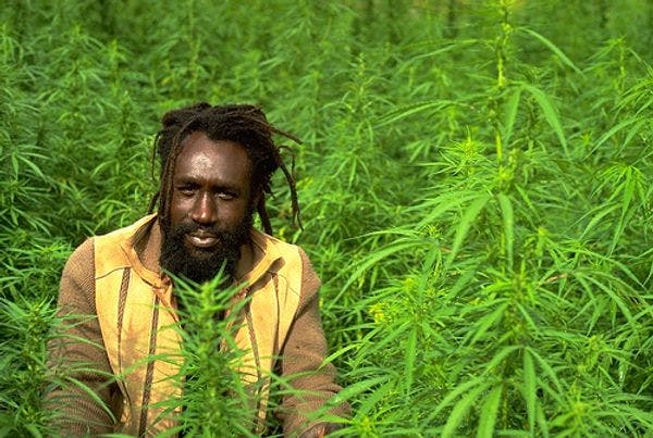 Un grupo de presión insta a descriminalizar el cannabis en Jamaica 