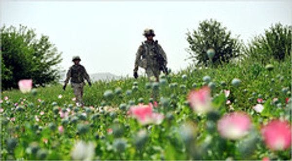 Detrás de la falsa guerra de los Estados Unidos contra los laboratorios de drogas talibanes